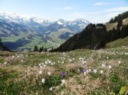 Erlenbach simmental